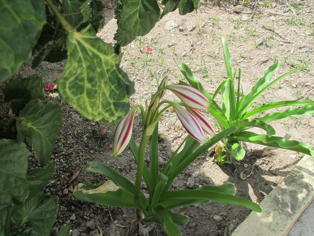 Hotel Flemming Tree Providencia Island 外观 照片
