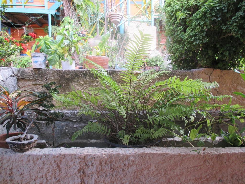 Hotel Flemming Tree Providencia Island 外观 照片
